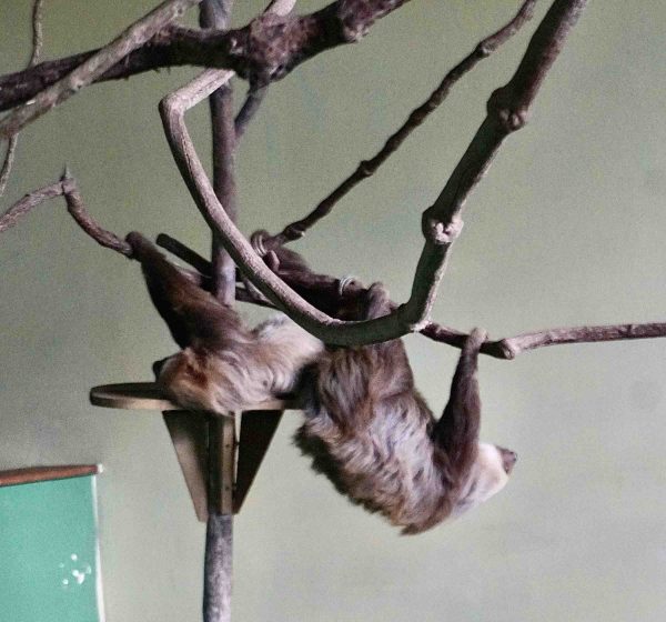 Companion sloths hanging together